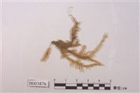 藏品(鈍葉樹平苔)的圖片